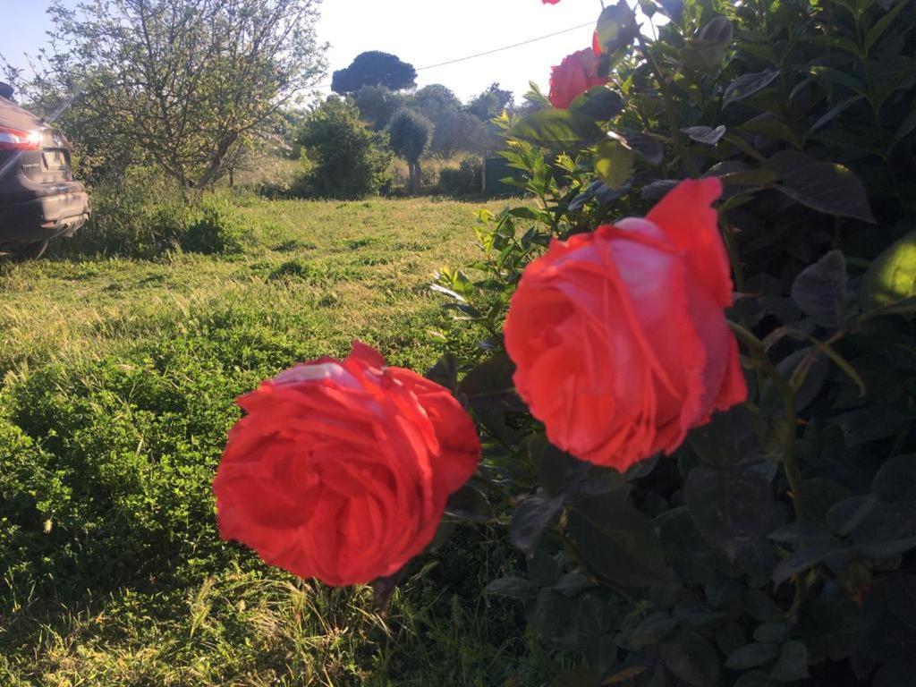 Quinta Das Teimosas By Stay In Alentejo Cercal do Alentejo Kültér fotó